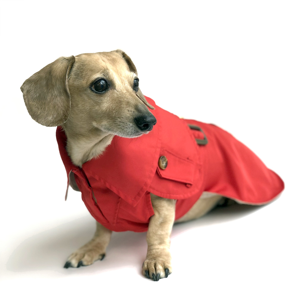 Thorough Analysis On The Dachshund Dog Coat
