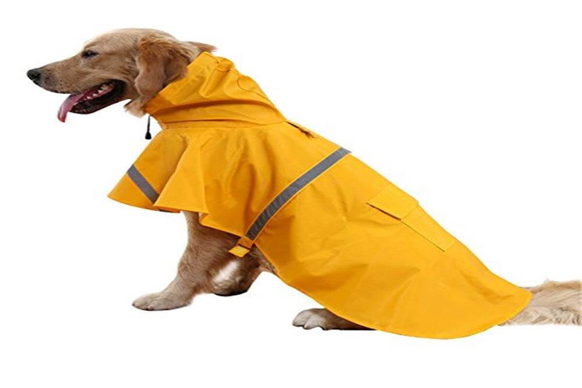 A Glance At Dog Rain Coats