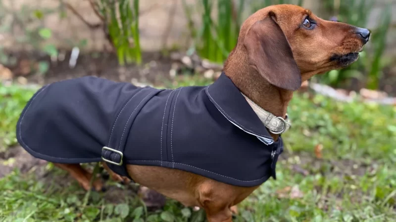 All You Need To Know About The Best Dachshund Coats