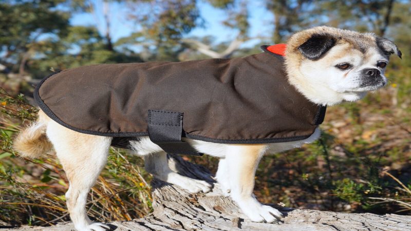 A Few Details About Dog Jackets