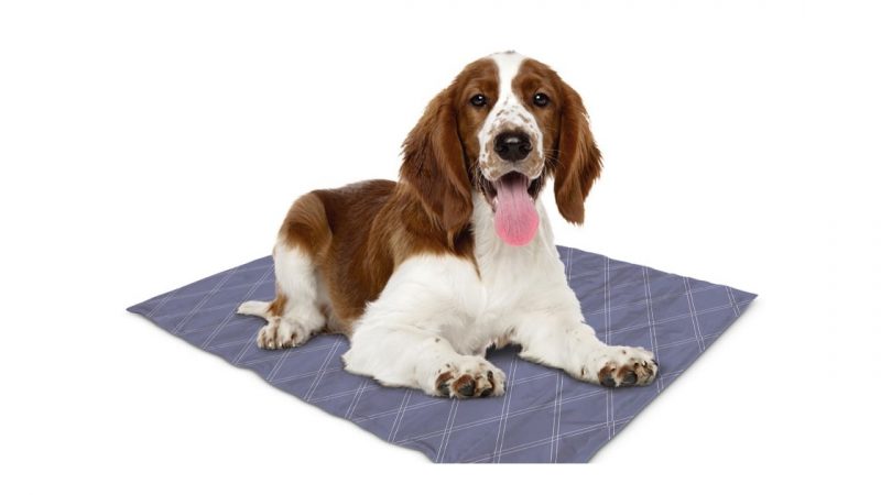 The Significance Of Waterproof Dog Mat