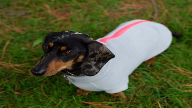 An Overview Of Waterproof Dog Coats With Underbelly Protection