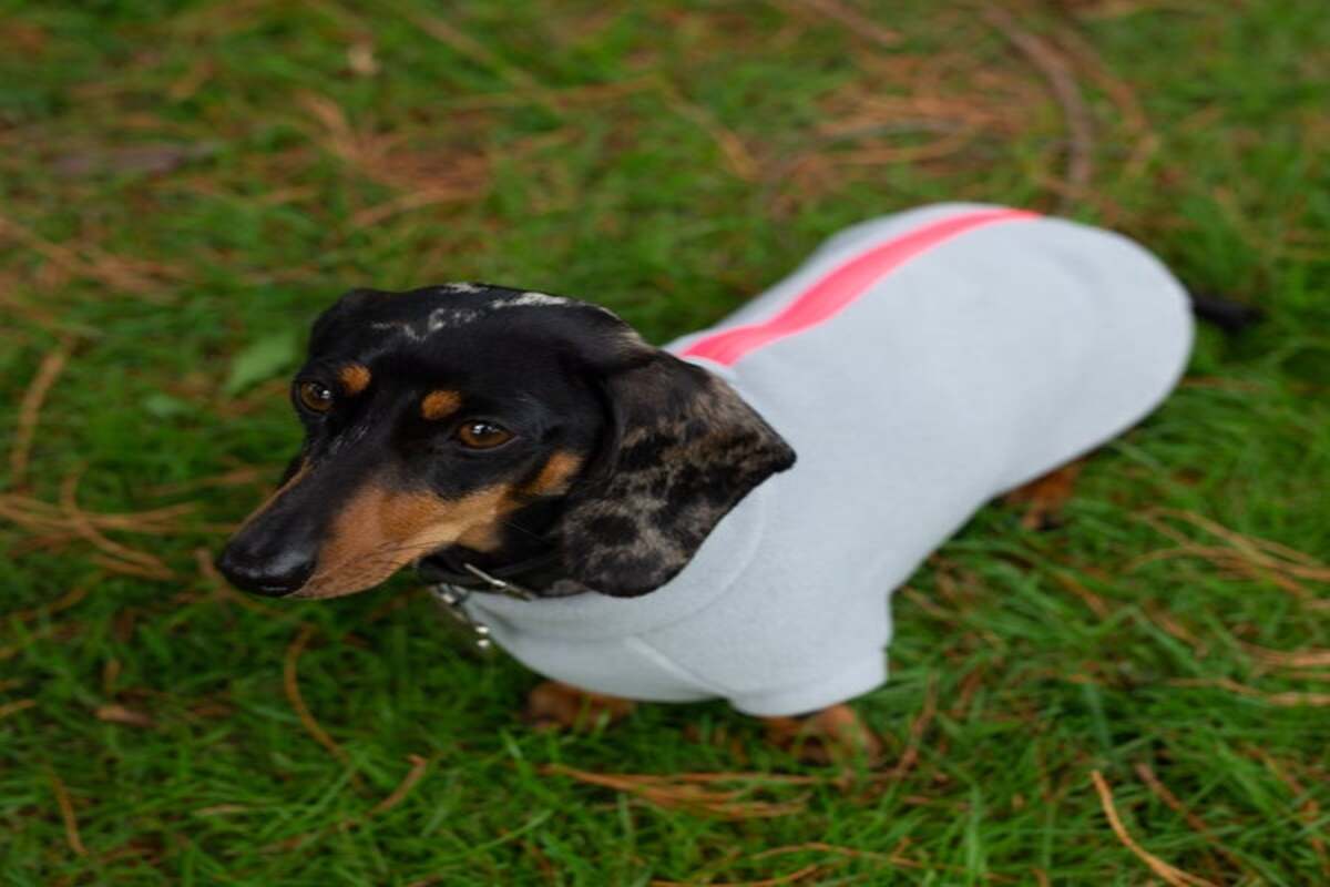 An Overview Of Waterproof Dog Coats With Underbelly Protection
