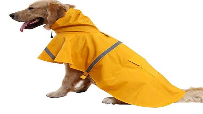 A Glance At Dog Rain Coats