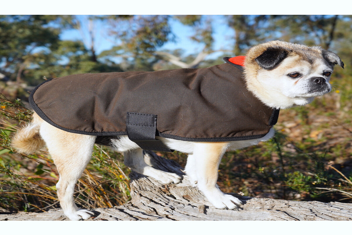 A Few Details About Dog Jackets