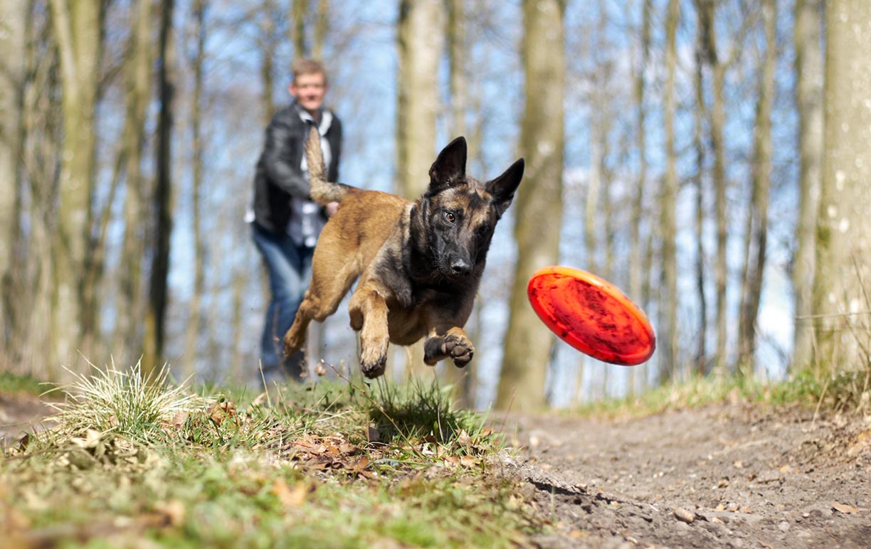 Aggressive Dog Training – What Every User Should Look At